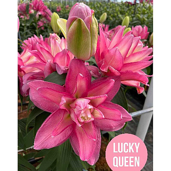 Лилия Лакки Куин 10/12 5 шт 