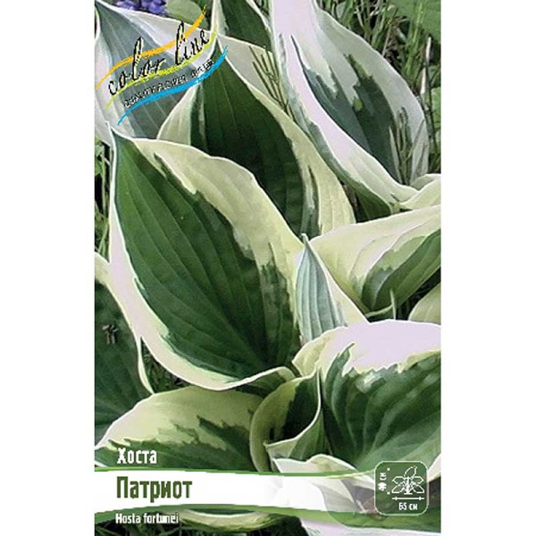Хоста Патриот 1 n 1 шт
