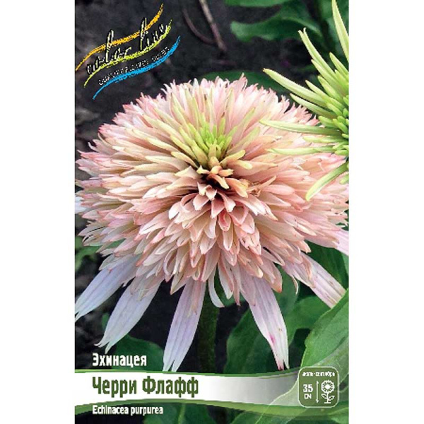Эхинацея Черри Флафф I 1 шт 