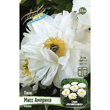 Пион Мисс Америка 3/5 n 15 шт Биг-Пак 11204