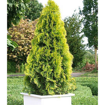 Туя Западная Голден Смарагд P9