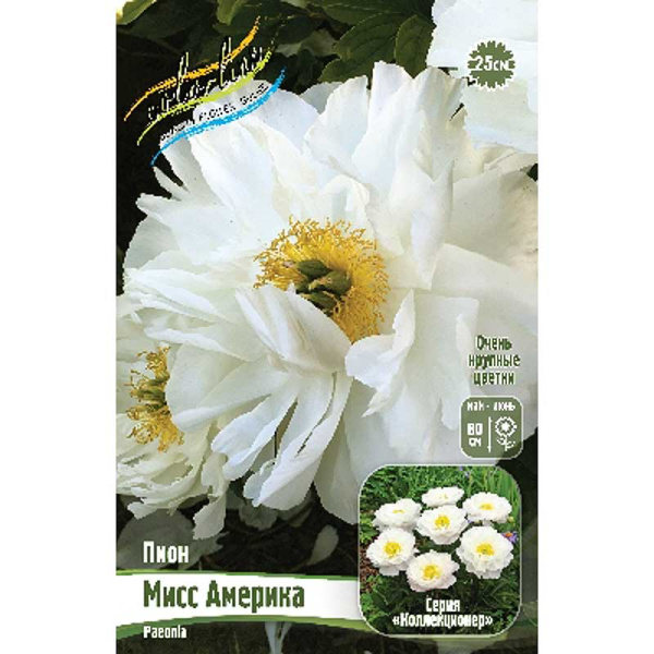 Пион Мисс Америка 3/5 n 15 шт Биг-Пак 11204