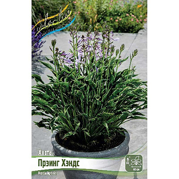 Хоста Прэинг Хэндс 1 n 25 шт Биг-пак 5962