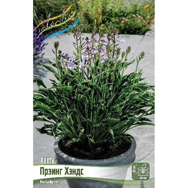 Хоста Прэинг Хэндс 1 n 25 шт Биг-пак 5962