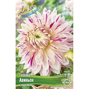 Георгина Авиньон I 1 шт