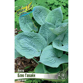 Хоста Блю Гавайи 1 n 1 шт
