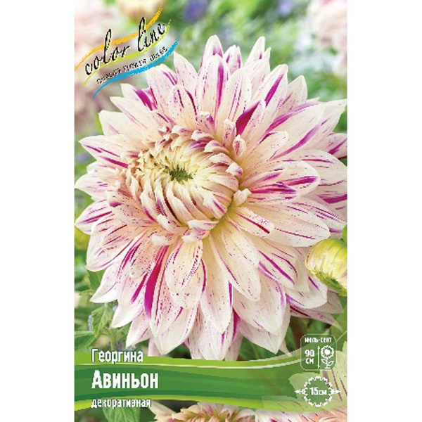 Георгина Авиньон I 1 шт