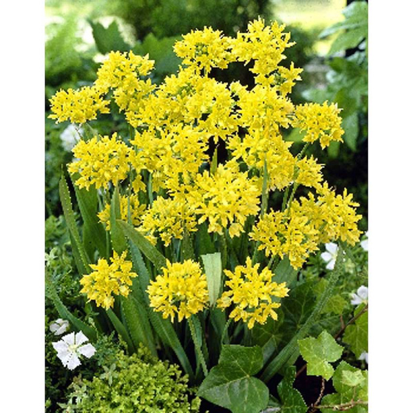 Лук Декор. Моли (Золотой) 5/+ 200 шт Шоу-бокс 12007