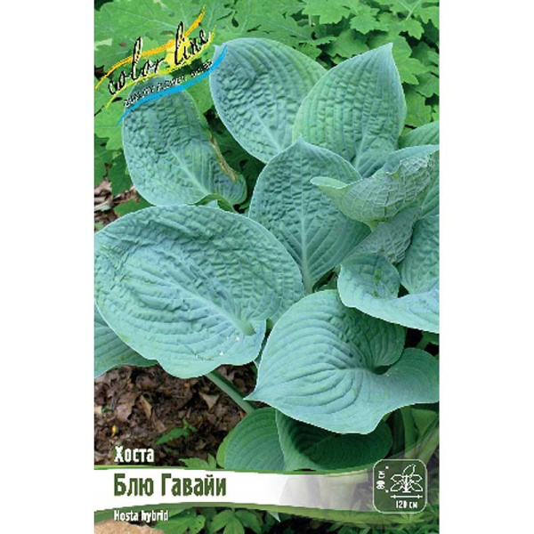 Хоста Блю Гавайи 1 n 1 шт