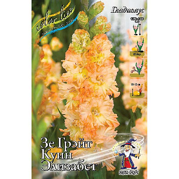 Гладиолус Зе Грэйт Куин Элизабет 10/12 8 шт