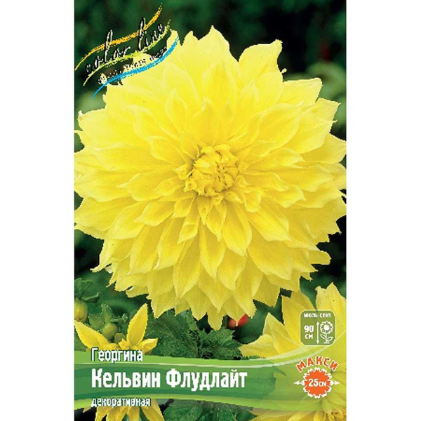 Георгина Кельвин Флудлайт I 1 шт