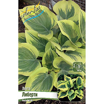 Хоста Либерти 1 n 1 шт