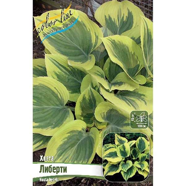 Хоста Либерти 1 n 1 шт