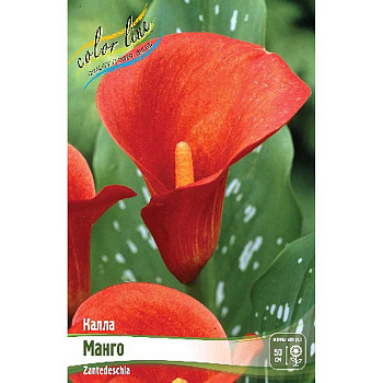 Калла Манго 12/14 30 шт Шоу-бокс 8723 