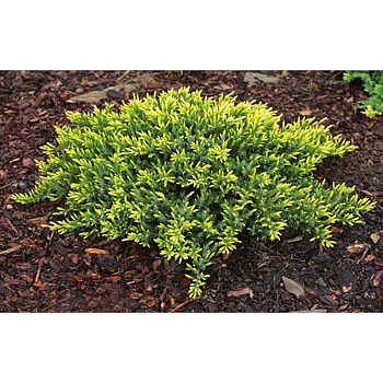 Можжевельник Juniperus conferta Sunflower Р9 шт Садовита 10298