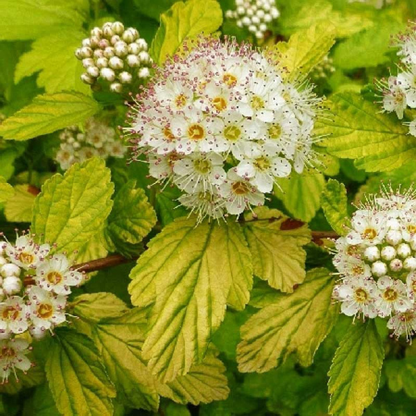 Пузыреплодник Калинолистный Дартс Голд C1.5 шт