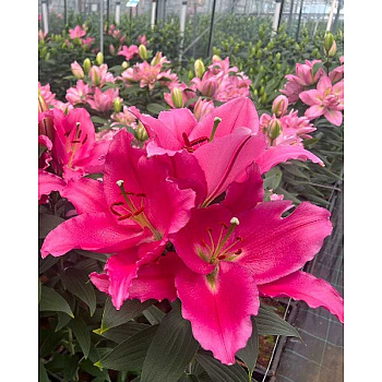 Лилия Либер Россо (Без Пыльцы) 12/14 2 Эконом шт 