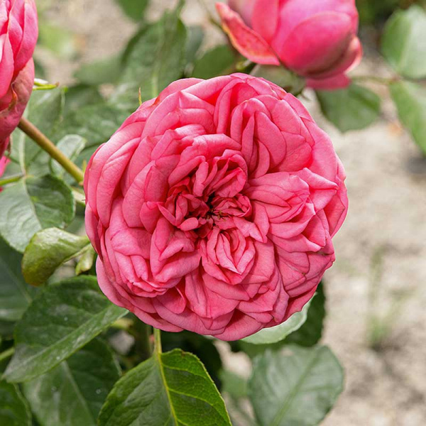 Роза чайно-гибридная Пинк Пиано Садовита