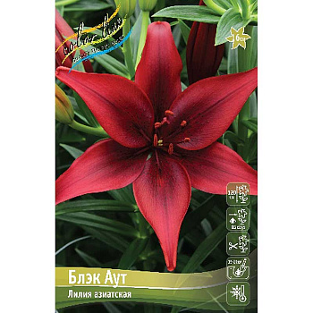 Лилия Блек Аут 12/14 5 шт 