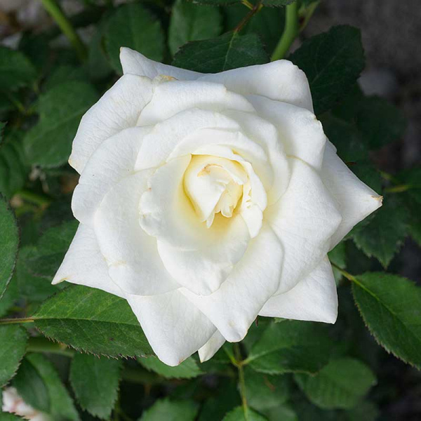 Роза чайно-гибридная Вирджиния Садовита