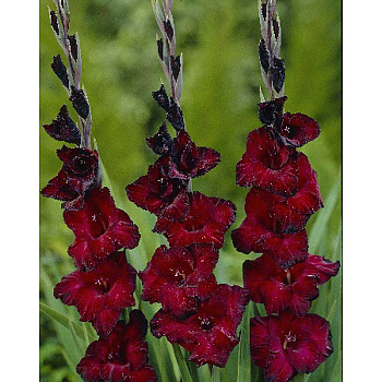 Гладиолус Блэк Джек 10/12 5 Эконом шт 
