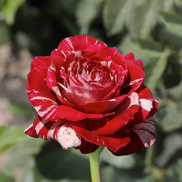 Роза флорибунда Хулио Иглесиас Садовита