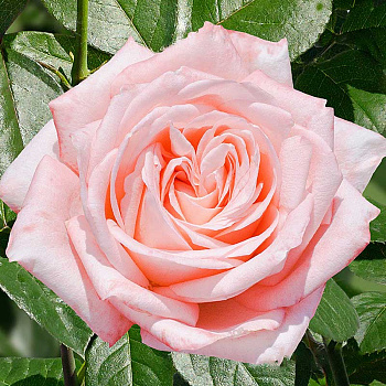 Роза чайно-гибридная Пикуба Садовита