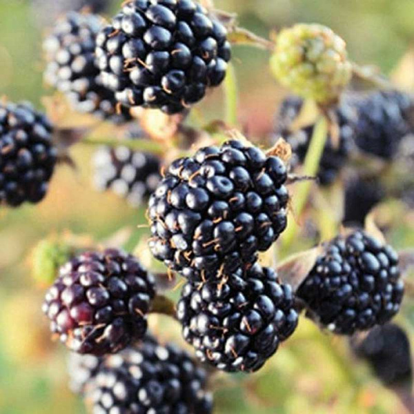 Ежевика Оучита (Вошито) Садовита