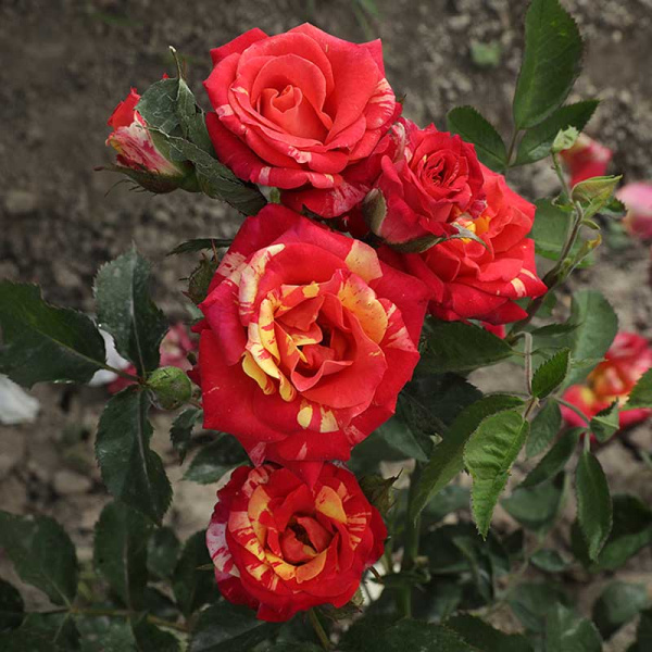 Роза спрей Файер Флэш Садовита