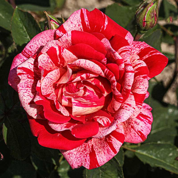 Роза парковая Фердинанд Пичард Садовита