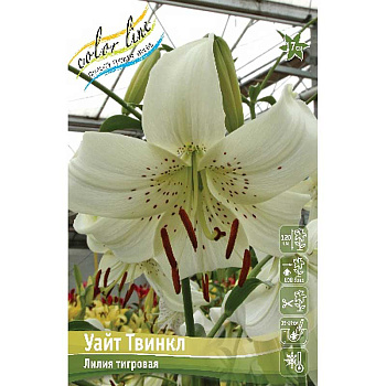 Лилия Уайт Твинкл 12/14 5 шт 