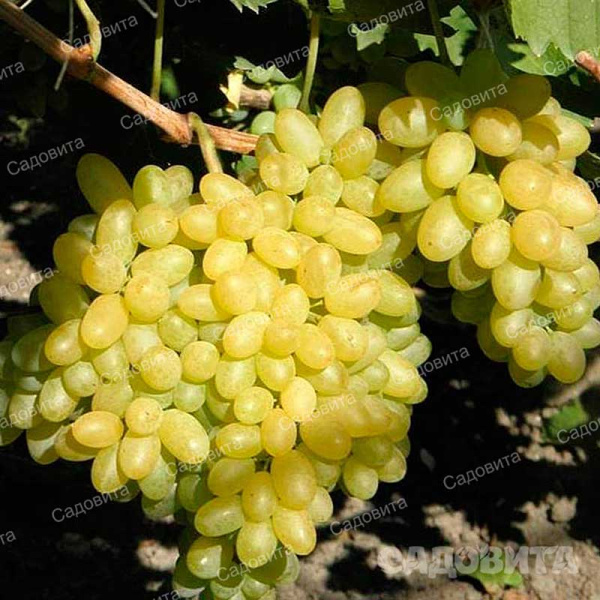 Виноград Столетие кишмиш среднеранний Садовита