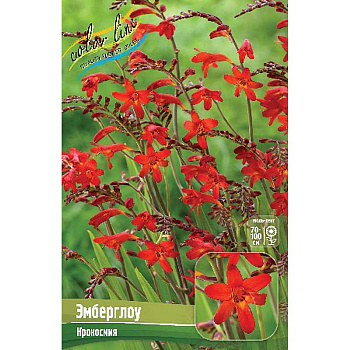 Крокосмия Эмберглоу 8/+ 100 шт Шоу-бокс 13832