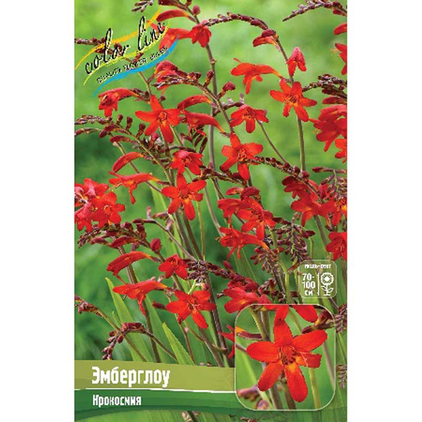 Крокосмия Эмберглоу 8/+ 100 шт Шоу-бокс 13832