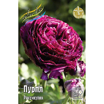 Ранункулюс Пурпл 6/7 10 шт