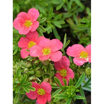 Лапчатка Кустарниковая Беллиссима P9