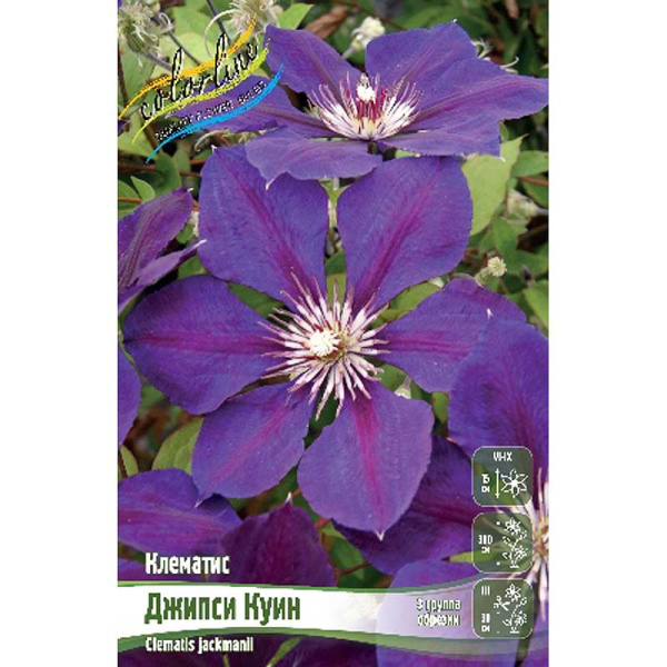 Клематис Джипси Куин I 25 шт Биг-пак 3103