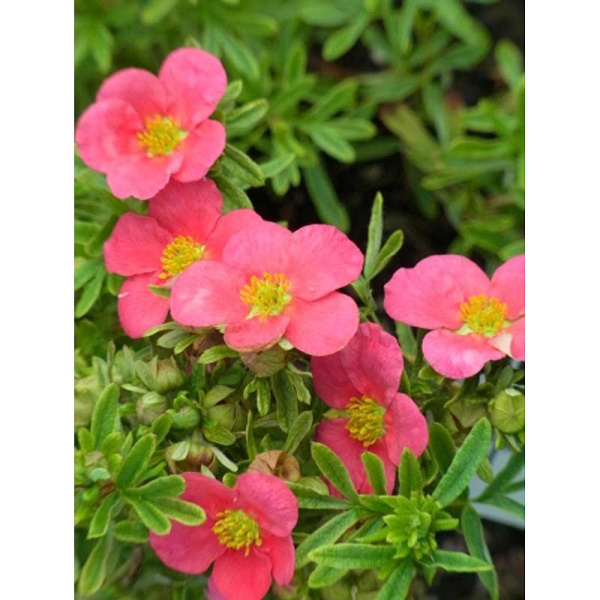 Лапчатка Кустарниковая Беллиссима P9