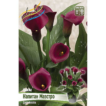 Калла Капитан Маэстро 12/14 30 шт Шоу-бокс 16470 