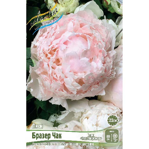 Пион Бразер Чак 2/3 n 10 шт Биг-Пак 9916