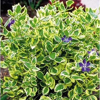 Барвинок Большой Вариегата P9