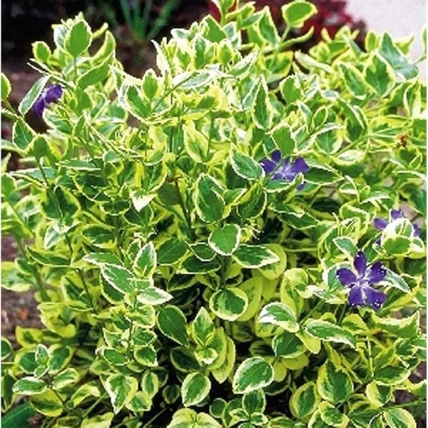 Барвинок Большой Вариегата P9