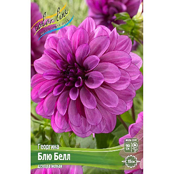 Георгина Блю Белл I 1 шт