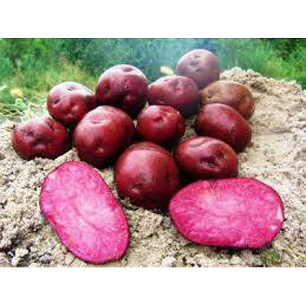 Картофель Червона Рута Суперэлита (коробка 15кг +/-5%)