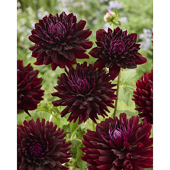 13799 Шоу-Бокс Георгина Холлихилл Дарк Бьюти I 15 шт 