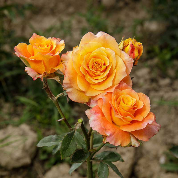 Роза чайно-гибридная Фри спирит Садовита