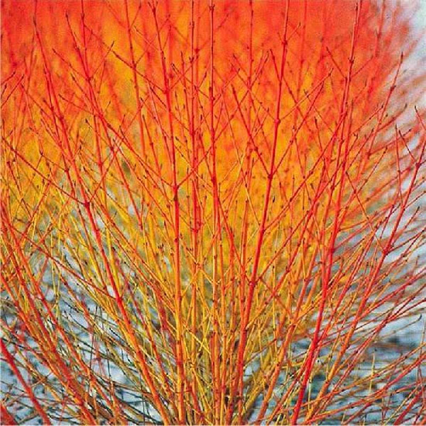 Дёрен Красный Винтер Бьюти P9