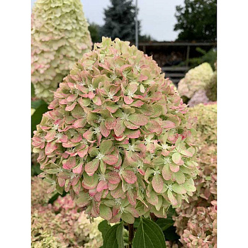 Гортензия Метельчатая Пиксио P12 шт