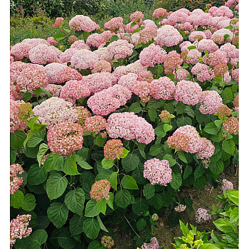 4665 Гортензия Древовидная Кандибелле Стендап Пинк P9 ,шт