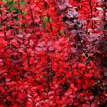 Барбарис Тунберга Ред Пиллар C2 шт